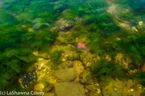 Muchangpo Sea Parting-12