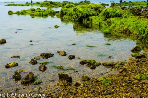 Muchangpo Sea Parting-9