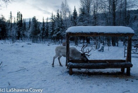Fairbanks Chena Hot Spring 2015-6