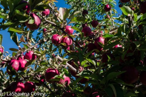 Hudson Valley hiking Halloween and Autumn-7