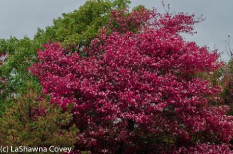 Hudson Valley hiking Old Minnewaska Trail-7
