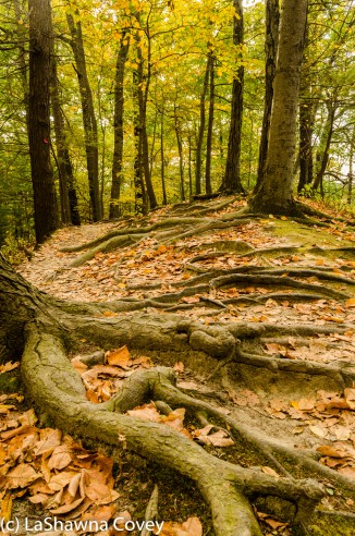 Hudson Valley hiking Poet's Walk-5