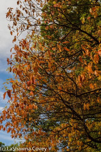 Hudson Valley leaf peeping-12