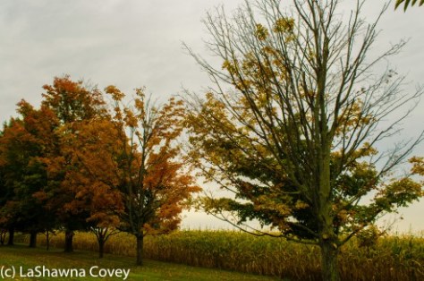 Hudson Valley leaf peeping-7