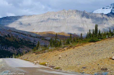 Icefields Parkway-6